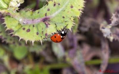 Ladybug March 2020